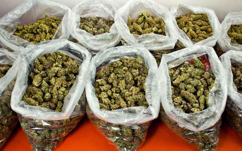 Бизнес план по выращиванию марихуаны рецепт химии из конопли
